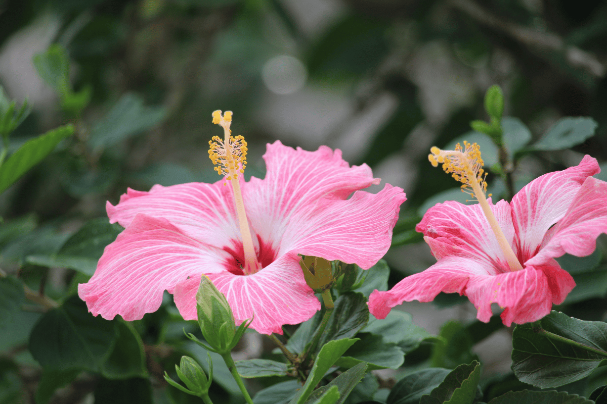 Hibiscus rosa-sinensis-1.png